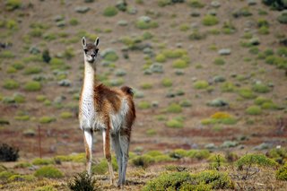 guanaco